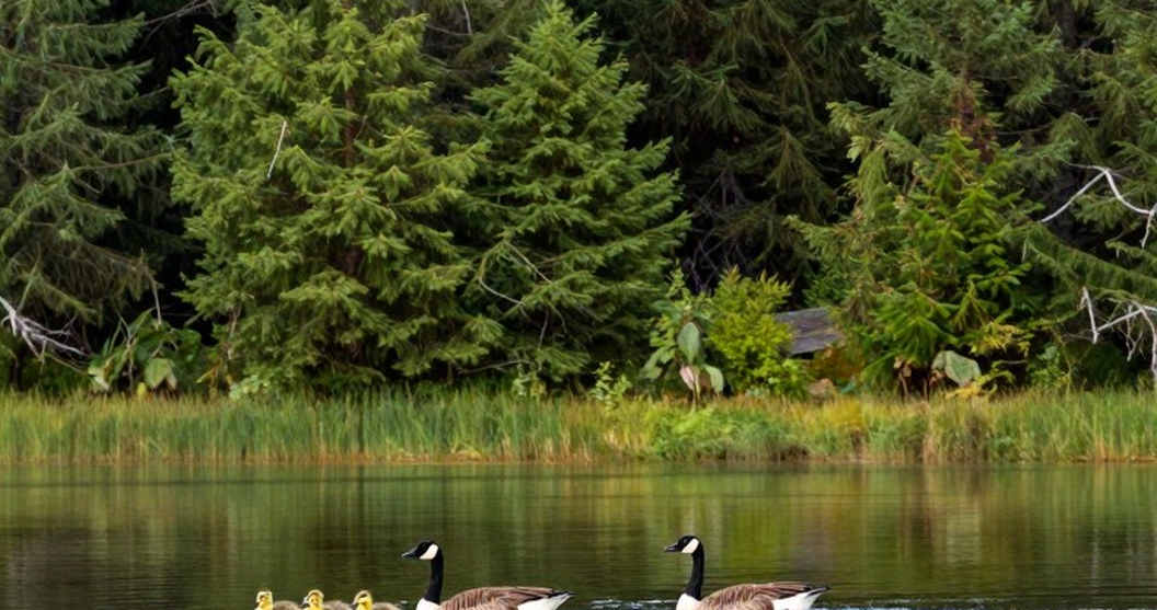 Josiah Collins cam kết với Indiana: Lời hứa bằng miệng của lớp 2032
